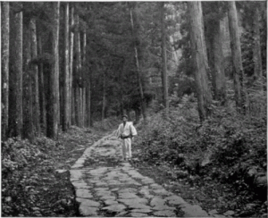 The-Path-Through-The-Forest