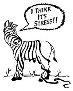 zebra-stress