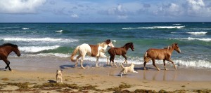 beach-horses-juntos-mission-IMG_0861